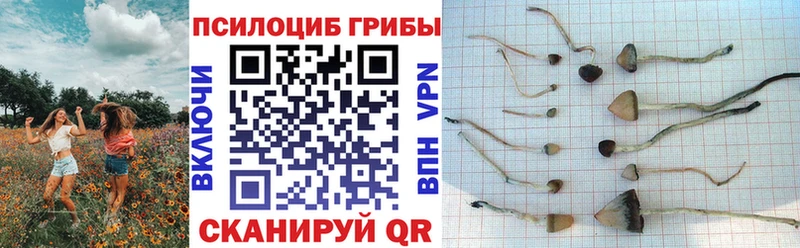 магазин продажи наркотиков  Чита  Галлюциногенные грибы MAGIC MUSHROOMS 